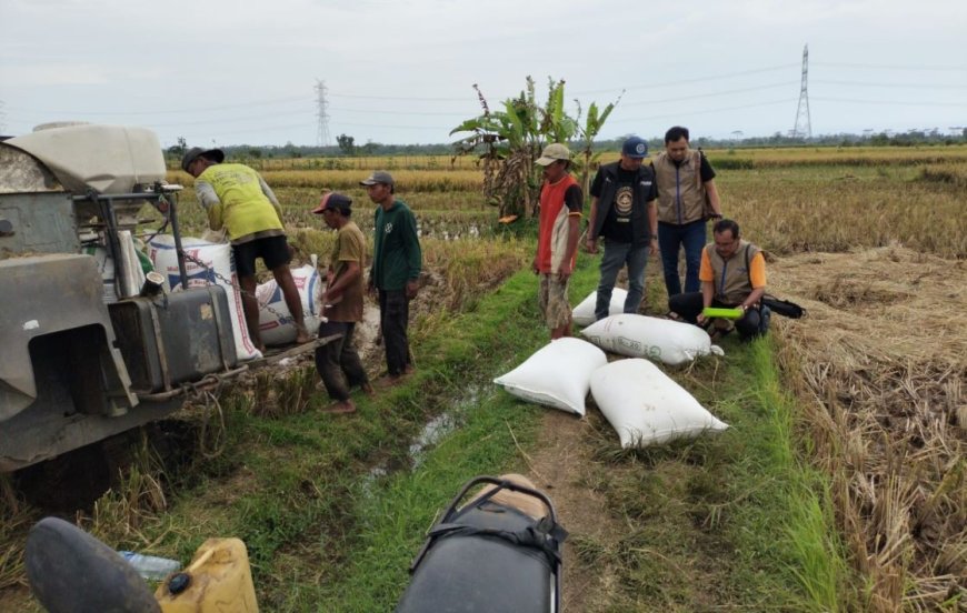 Bulog Magelang Jemput Bola Serap Gabah Petani