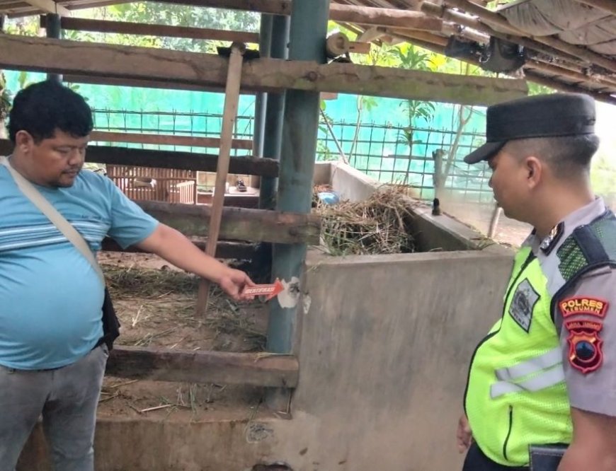 Di Kebumen Petir Sambar Kandang, Seekor Sapi Mati