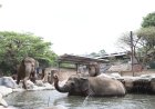 GL Zoo Yogyakarta Destinasi Wisata Favorit Keluarga Saat Libur Lebaran