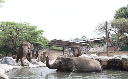 GL Zoo Yogyakarta Destinasi Wisata Favorit Keluarga Saat Libur Lebaran