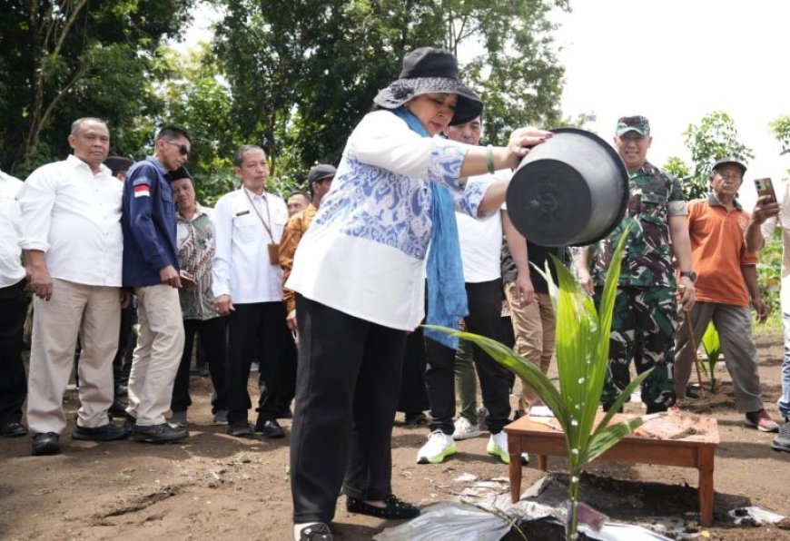 Reses di Sleman, Titiek Soeharto Tanam Kelapa Genjah