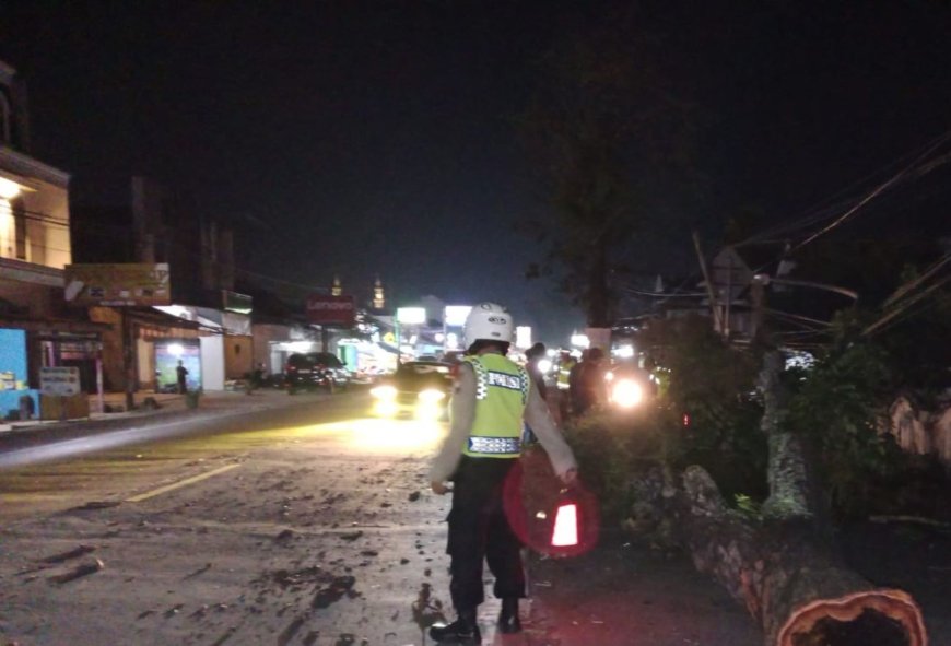 Pohon Perindang Jalan Tumbang, Pengendara Motor Terluka