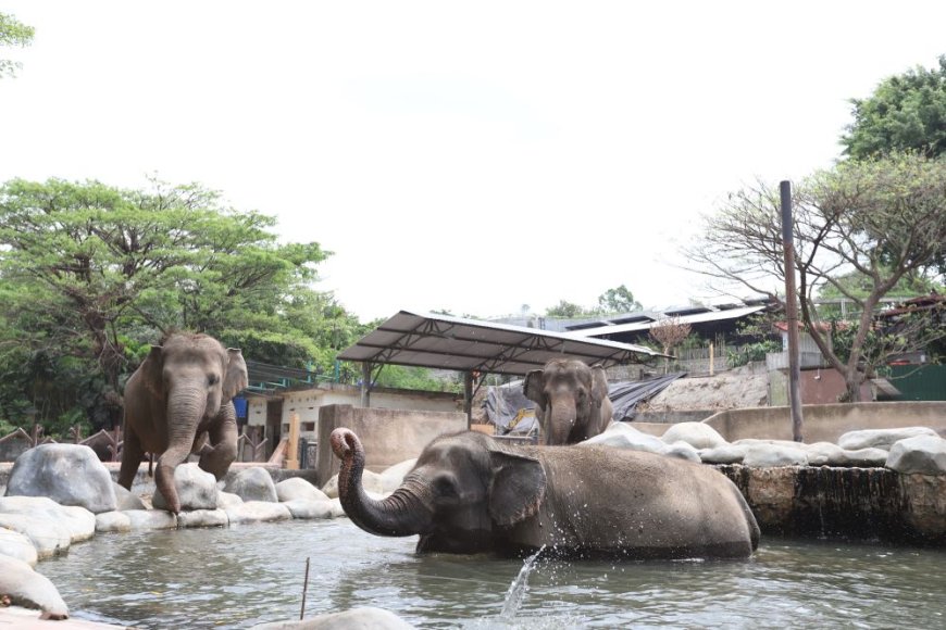 GL Zoo Yogyakarta Destinasi Wisata Favorit Keluarga Saat Libur Lebaran