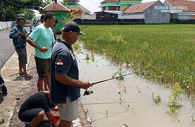 Banjir di Cawas, Kolam Ikan Milik BUMDes Makmur Pangan Cawas Meluap