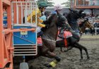 Maxi of Khalim Buka Jalan Menuju Gelar Triple Crown