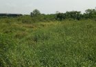 Puluhan Hektar Lahan Pertanian di Delanggu Klaten Terbengkalai