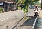 Warga Tanam Pohon Pisang di Jalan Klaten-Boyolali yang Rusak