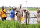 Mau Sertipikat Gratis lewat PTSL? Simak Rincian Biaya Persiapan Sesuai Wilayah