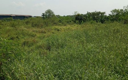 Puluhan Hektar Lahan Pertanian di Delanggu Klaten Terbengkalai