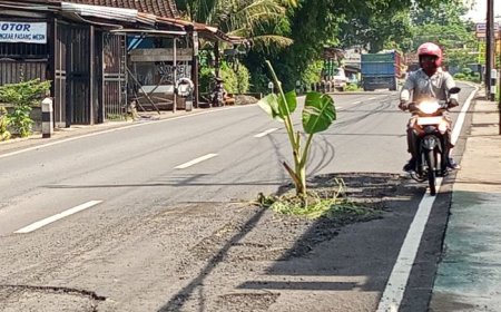 Warga Tanam Pohon Pisang di Jalan Klaten-Boyolali yang Rusak