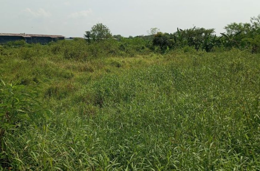 Puluhan Hektar Lahan Pertanian di Delanggu Klaten Terbengkalai