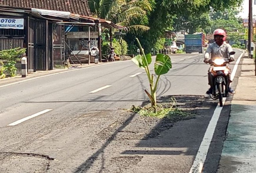 Warga Tanam Pohon Pisang di Jalan Klaten-Boyolali yang Rusak