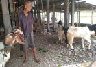 Pedagang Kambing Legendaris di Kebumen Memilih Jual Beli Langsung
