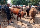 Menjelang Hari Raya Idul Adha Harga Sapi Naik