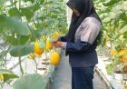 Rasanya Manis Kriuk, SMKN 1 Pandak Panen Melon Premium