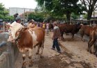 Permintaan Meningkat, Hewan Kurban Didatangkan dari Luar Klaten