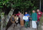 PDM dan RS PKU Bantul Serahkan Sapi Kurban Saat Malam Takbir