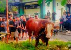 Sapi Jumbo 1,1 Ton Bertulis TIW Dikirim ke Masjid Komplek Amien Rais