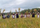 Uji Coba Varietas Padi Bridantara 8 di Bantul, Hasilnya Melimpah