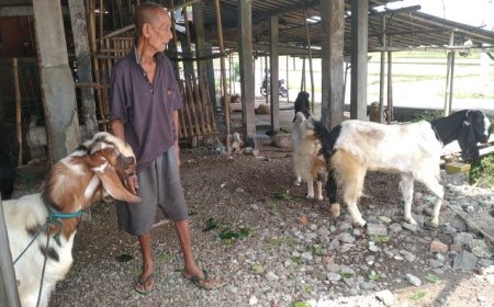 Pedagang Kambing Legendaris di Kebumen Memilih Jual Beli Langsung