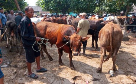 Menjelang Hari Raya Idul Adha Harga Sapi Naik