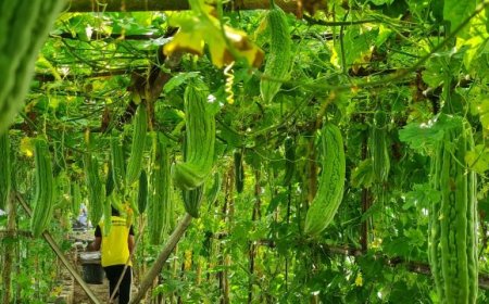 Terong dan Pare Dipanen dari Rutan Kebumen