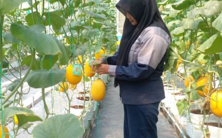 Rasanya Manis Kriuk, SMKN 1 Pandak Panen Melon Premium