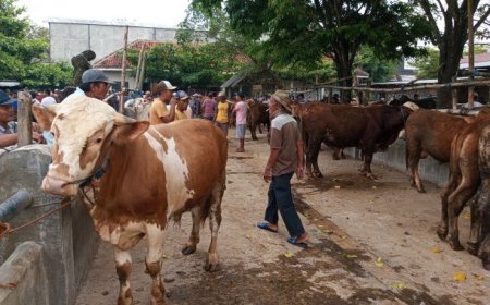 Permintaan Meningkat, Hewan Kurban Didatangkan dari Luar Klaten