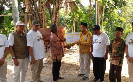 Lazismu BMT Artha Amanah Salurkan Kurban 4 Sapi dan 5 Kambing