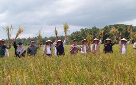 Uji Coba Varietas Padi Bridantara 8 di Bantul, Hasilnya Melimpah