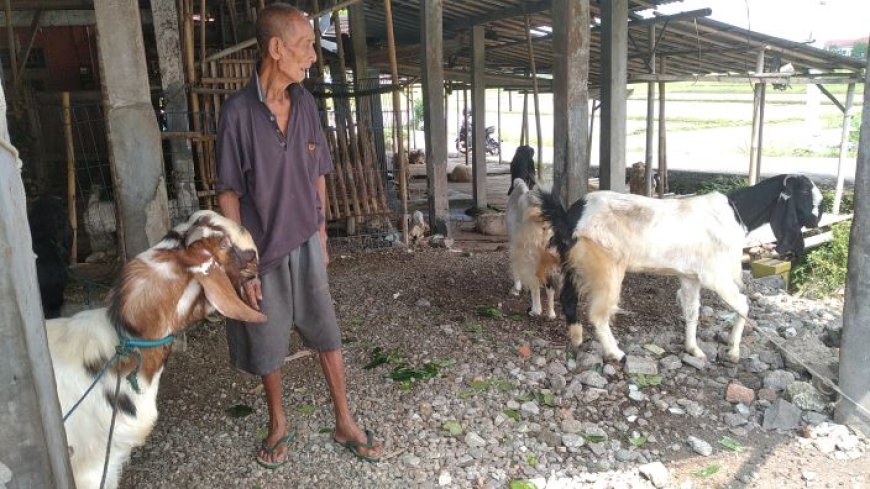 Pedagang Kambing Legendaris di Kebumen Memilih Jual Beli Langsung