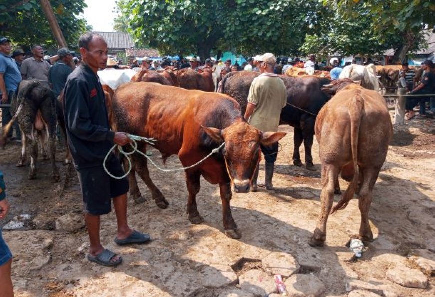 Menjelang Hari Raya Idul Adha Harga Sapi Naik