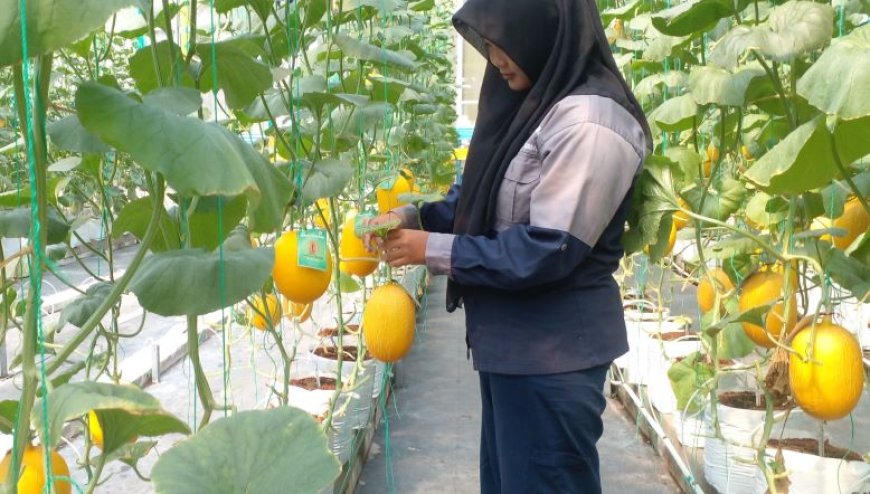 Rasanya Manis Kriuk, SMKN 1 Pandak Panen Melon Premium
