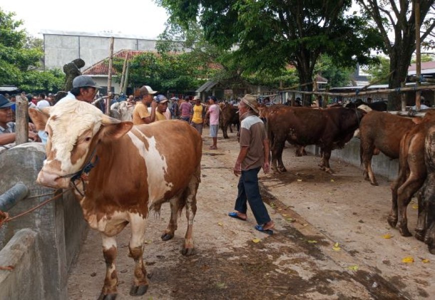 Permintaan Meningkat, Hewan Kurban Didatangkan dari Luar Klaten
