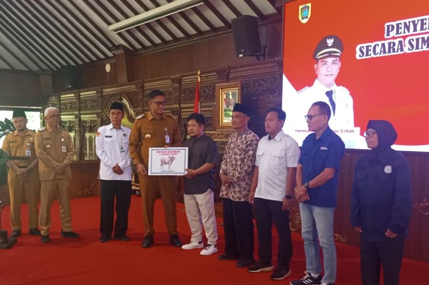 Diserahkan Bupati Klaten, Sapi Kurban dari Presiden Bobot 930 Kilogram
