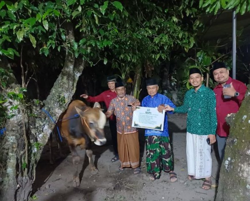 PDM dan RS PKU Bantul Serahkan Sapi Kurban Saat Malam Takbir