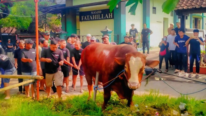 Sapi Jumbo 1,1 Ton Bertulis TIW Dikirim ke Masjid Komplek Amien Rais