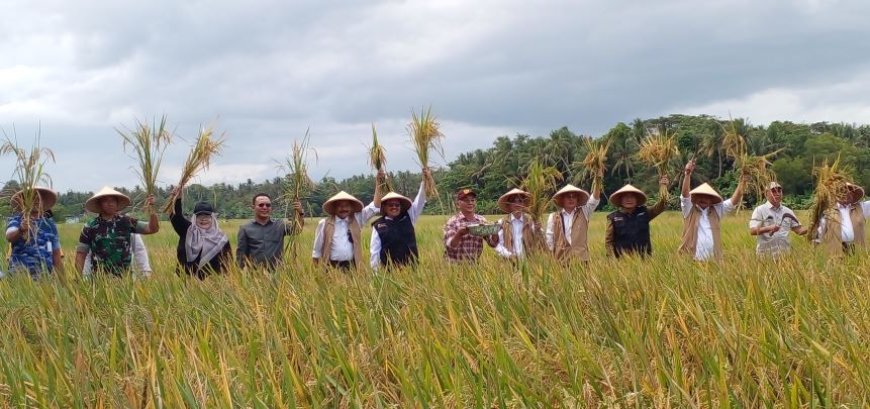 Uji Coba Varietas Padi Bridantara 8 di Bantul, Hasilnya Melimpah