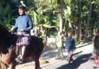 Purnatugas, Dukuh Ngajaran Murjiyo Dikirab Warganya dan Dihadiahi Sapi