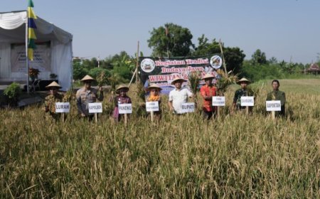 Bupati Sleman Ingin Tradisi Wiwitan Tetap Lestari