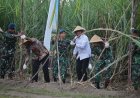 Dukung Ketahanan Pangan, Lanud Adisutjipto Panen Bersama Wabup Sleman