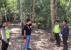 Penderes Nira Meninggal Jatuh dari Pohon Kelapa 20 Meter