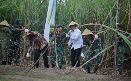 Dukung Ketahanan Pangan, Lanud Adisutjipto Panen Bersama Wabup Sleman